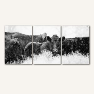 Tablou Canvas 3 Piese - Winter Angus