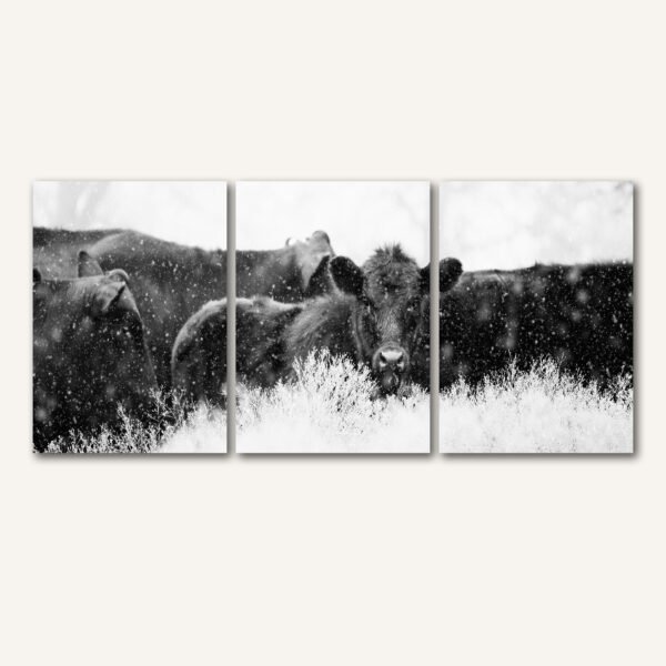 Tablou Canvas 3 Piese - Winter Angus