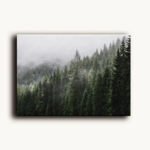 Tablou Canvas Pădurea de Conifere