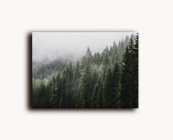 Tablou Canvas Pădurea de Conifere