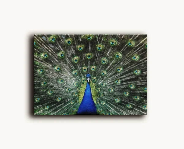 Tablou Canvas Coada Păunului