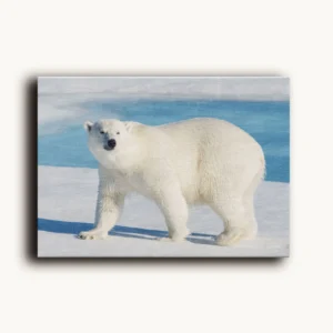 Tablou Canvas Urs Polar