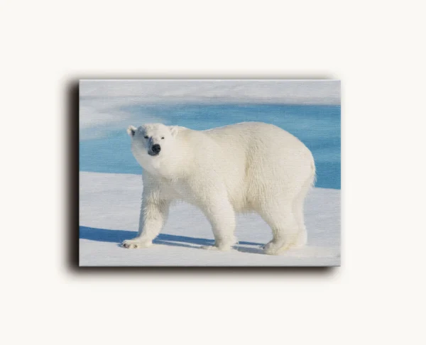 Tablou Canvas Urs Polar