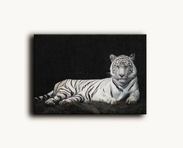 Tablou Canvas Tigru Alb