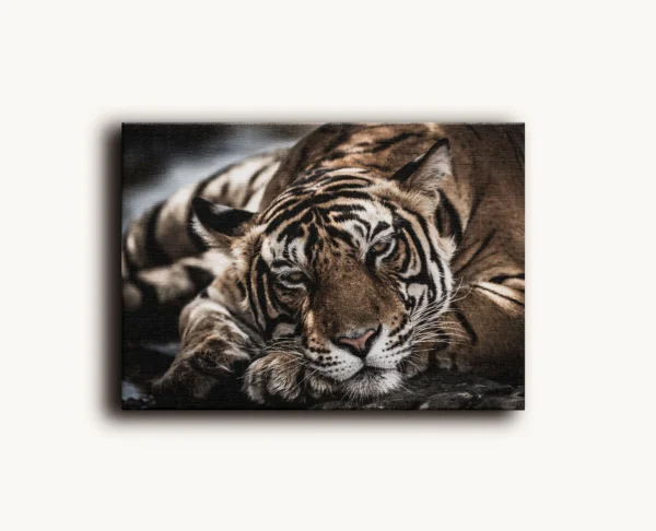 Tablou Canvas Tigru Bengalez