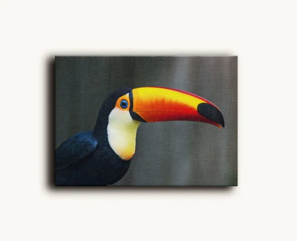 Tablou Canvas Tablou Canvas Tucan Toco