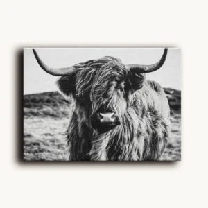 Tablou Canvas Vacă Highland - Detaliu Tablou Canvas nr. 27100