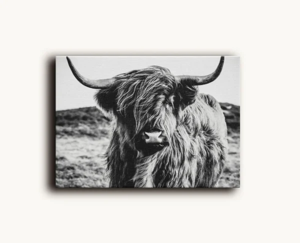 Tablou Canvas Vacă Highland - Detaliu Tablou Canvas nr. 27100