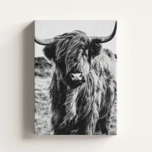Tablou Canvas Vacă Highland