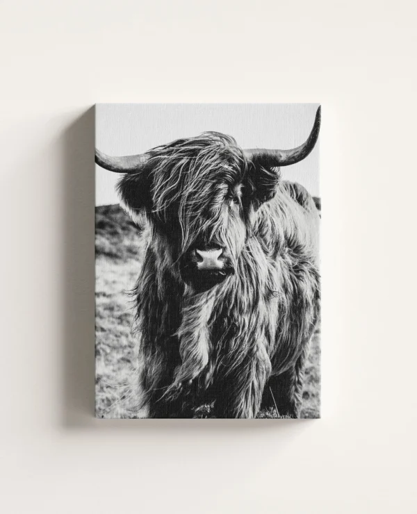 Tablou Canvas Vacă Highland