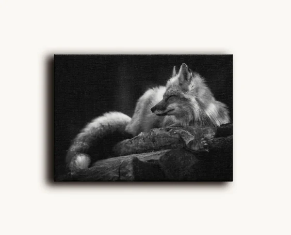 Tablou Canvas Vulpe