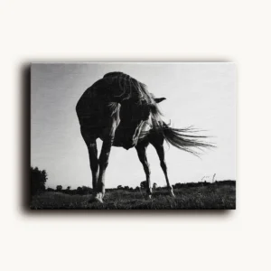 Tablou Canvas Cal Puternic Alb-Negru