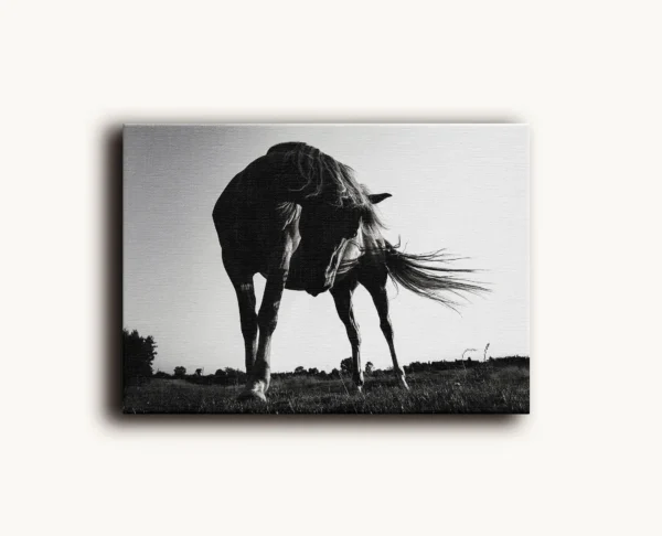 Tablou Canvas Cal Puternic Alb-Negru