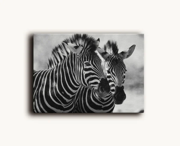 Tablou Canvas Perechea de Zebre